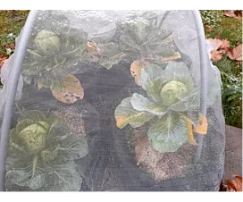 Other Nets & Tarps (Agri.) Insect net - 3mx25m - 110g/m2 - Transparent